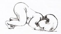 tlr2-png